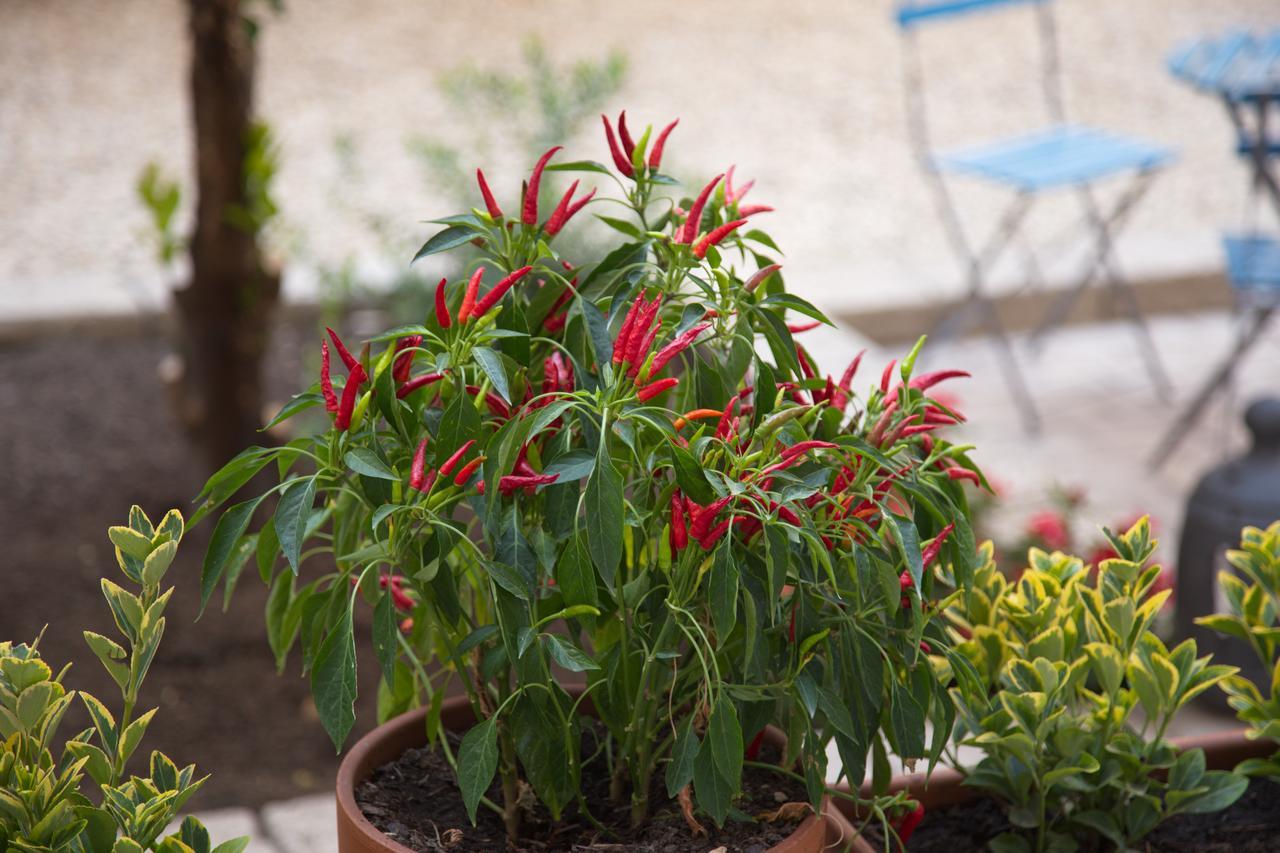 Borgo Vergini Garden B&B Napoli Bagian luar foto